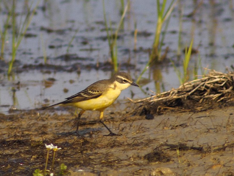 Cutrettole : sottospecie da identificare